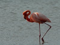 Flamingo   BON DEC2007 3946  Flamingo  -->