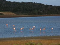 Flamingos   Bonaire DEC2013 1531  Flamingos  -->