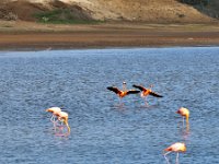 Flamingos   Bonaire DEC2013 1546  Flamingos  -->