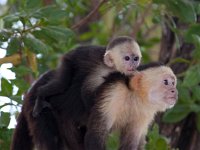 Capuchin Monkeys   ROATAN JUNE2008 0089  Capuchin Monkeys  -->