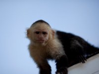 Capuchin Monkey   ROATAN JUNE2008 0168  Capuchin Monkey  -->