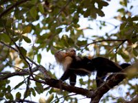 Capuchin Monkeys   ROATAN JUNE2008 0195  Capuchin Monkeys  -->