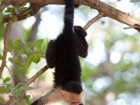 Capuchin Monkey   ROATAN JUNE2008 0383  Capuchin Monkey  -->