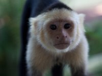 Capuchin Monkey   ROATAN JUNE2008 1245  Capuchin Monkey  -->