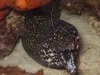 Spotted Moray Eel   IMG 0018  Spotted Moray Eel  -->