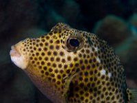 Spotted Trunkfish   IMG 0813  Spotted Trunkfish  -->