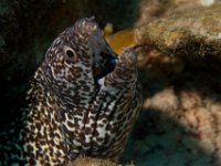 Spotted Moray Eel   IMG 3610  Spotted Moray Eel  -->