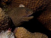 Goldentail Moray   IMG 3708  Goldentail Moray  -->