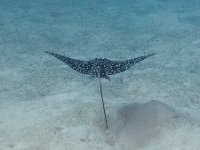 Spotted Eagle Ray   CAY JUNE2010 2509  Spotted Eagle Ray  -->