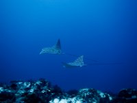 Spotted Eagle Rays   IMG 1399  Spotted Eagle Rays  --> : 2010, Cozumel, Underwater, Wide Angle